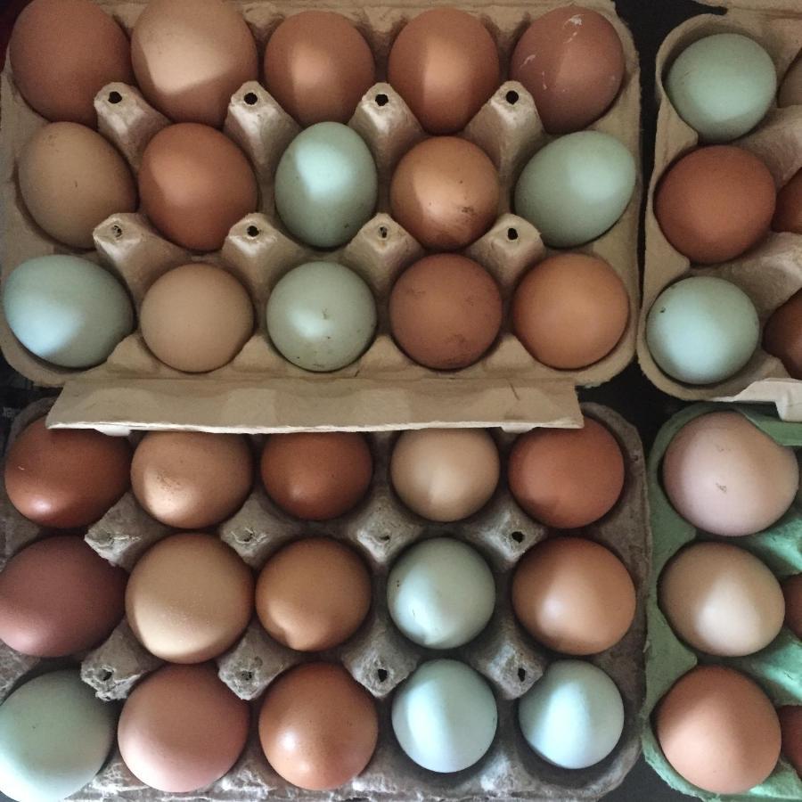 Willow Cottage, Gilchristland Organic Farm Closeburn エクステリア 写真